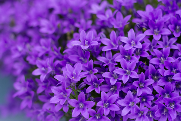 Ourverending Wanderlust Keukenhof-9960