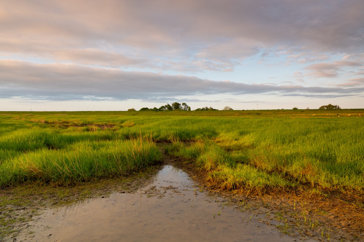 Hiking in Saeftinghe,&nbsp;Zeeland