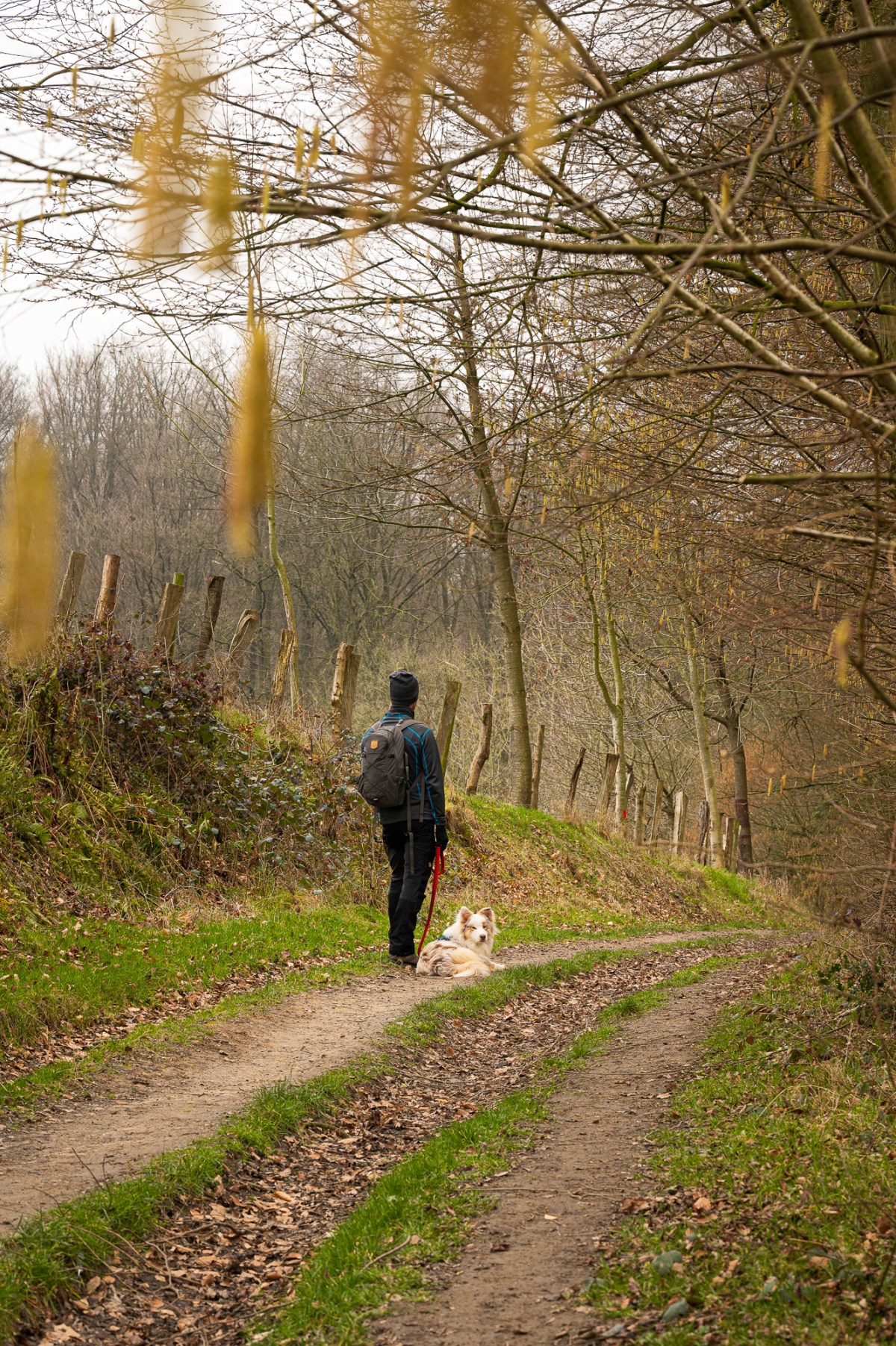 A winter hike in the forest of&nbsp;Brakel