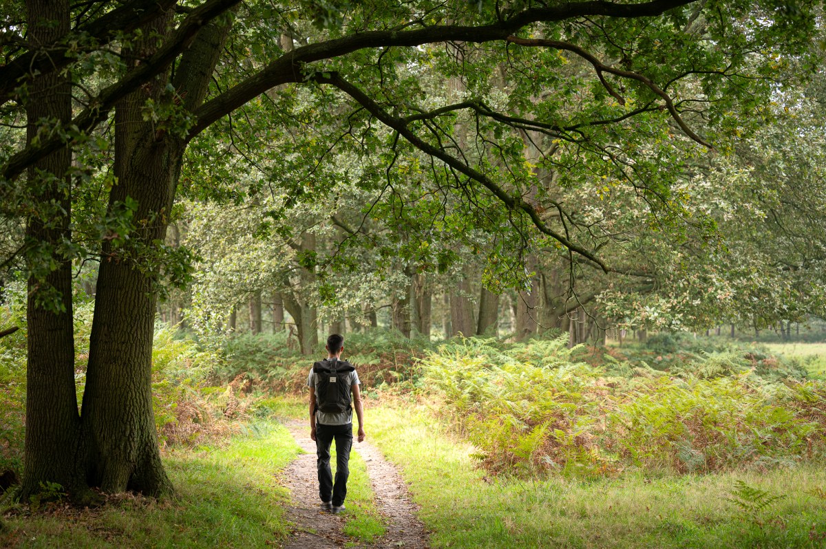 AS Adventure hike heather forest&nbsp;Moerbeke